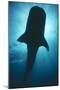 Whale Shark Silhouette-null-Mounted Photographic Print