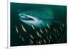 Whale shark swimming through a school of Goldband fusiliier-Sirachai Arunrugstichai-Framed Photographic Print