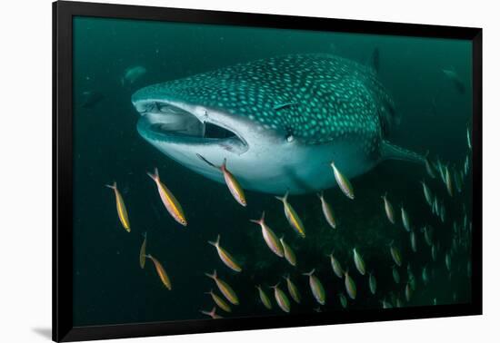 Whale shark swimming through a school of Goldband fusiliier-Sirachai Arunrugstichai-Framed Photographic Print