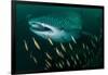 Whale shark swimming through a school of Goldband fusiliier-Sirachai Arunrugstichai-Framed Photographic Print