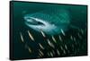 Whale shark swimming through a school of Goldband fusiliier-Sirachai Arunrugstichai-Framed Stretched Canvas