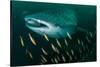 Whale shark swimming through a school of Goldband fusiliier-Sirachai Arunrugstichai-Stretched Canvas