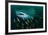 Whale shark swimming through a school of Goldband fusiliier-Sirachai Arunrugstichai-Framed Photographic Print