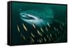 Whale shark swimming through a school of Goldband fusiliier-Sirachai Arunrugstichai-Framed Stretched Canvas