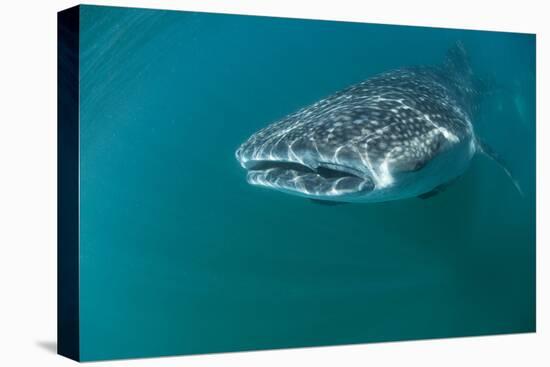 Whale Shark Underwater-null-Stretched Canvas