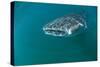 Whale Shark Underwater-null-Stretched Canvas