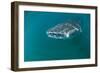 Whale Shark Underwater-null-Framed Photographic Print