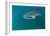 Whale Shark Underwater-null-Framed Photographic Print