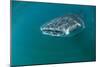 Whale Shark Underwater-null-Mounted Photographic Print