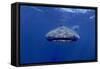 Whale Shark with Diver, Facing Camera-null-Framed Stretched Canvas