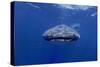 Whale Shark with Diver, Facing Camera-null-Stretched Canvas