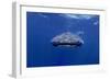 Whale Shark with Diver, Facing Camera-null-Framed Photographic Print