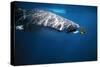 Whale Shark with Pilot Fish-null-Stretched Canvas