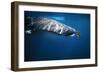 Whale Shark with Pilot Fish-null-Framed Photographic Print
