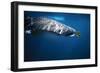 Whale Shark with Pilot Fish-null-Framed Photographic Print