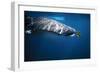 Whale Shark with Pilot Fish-null-Framed Photographic Print