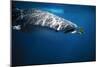 Whale Shark with Pilot Fish-null-Mounted Photographic Print