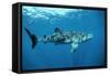 Whale Shark-null-Framed Stretched Canvas