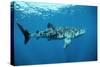 Whale Shark-null-Stretched Canvas