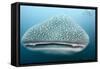 Whale Shark-Michele Westmorland-Framed Stretched Canvas