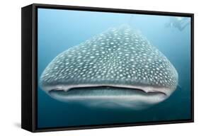 Whale Shark-Michele Westmorland-Framed Stretched Canvas