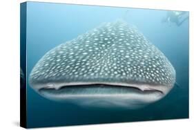 Whale Shark-Michele Westmorland-Stretched Canvas