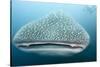 Whale Shark-Michele Westmorland-Stretched Canvas