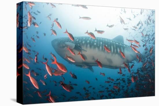 Whale Shark-Michele Westmorland-Stretched Canvas