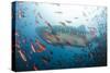 Whale Shark-Michele Westmorland-Stretched Canvas