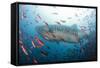 Whale Shark-Michele Westmorland-Framed Stretched Canvas