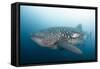 Whale Shark-Michele Westmorland-Framed Stretched Canvas