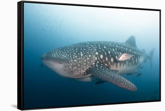 Whale Shark-Michele Westmorland-Framed Stretched Canvas