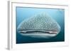 Whale Shark-Michele Westmorland-Framed Photographic Print