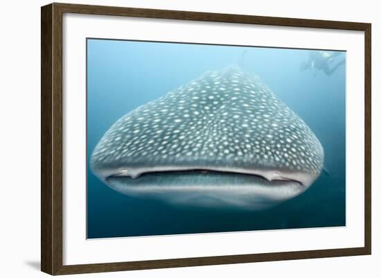 Whale Shark-Michele Westmorland-Framed Photographic Print