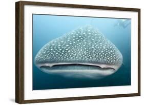 Whale Shark-Michele Westmorland-Framed Photographic Print