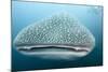 Whale Shark-Michele Westmorland-Mounted Photographic Print
