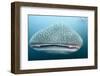 Whale Shark-Michele Westmorland-Framed Photographic Print