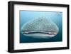 Whale Shark-Michele Westmorland-Framed Photographic Print