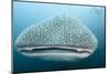 Whale Shark-Michele Westmorland-Mounted Photographic Print