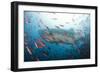 Whale Shark-Michele Westmorland-Framed Photographic Print