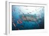 Whale Shark-Michele Westmorland-Framed Photographic Print