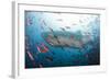 Whale Shark-Michele Westmorland-Framed Photographic Print