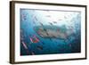 Whale Shark-Michele Westmorland-Framed Photographic Print