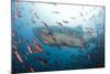 Whale Shark-Michele Westmorland-Mounted Photographic Print