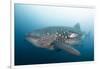 Whale Shark-Michele Westmorland-Framed Photographic Print