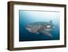 Whale Shark-Michele Westmorland-Framed Photographic Print