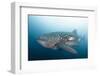 Whale Shark-Michele Westmorland-Framed Photographic Print