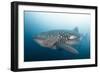 Whale Shark-Michele Westmorland-Framed Photographic Print