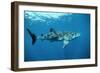 Whale Shark-null-Framed Photographic Print