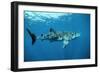 Whale Shark-null-Framed Photographic Print